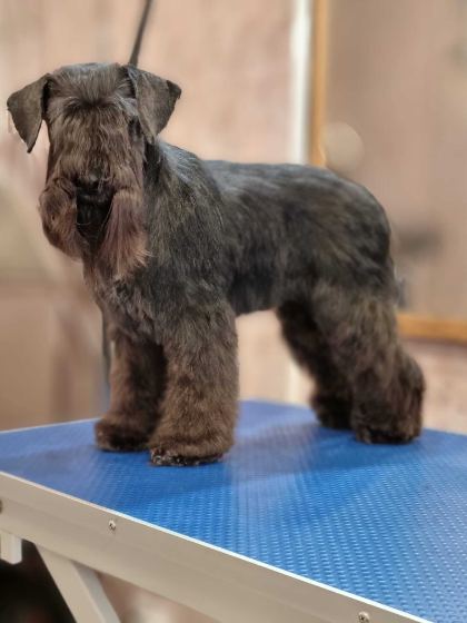 Schnauzer after hand-stripping