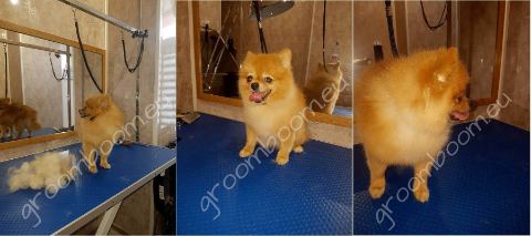 Dog after grooming