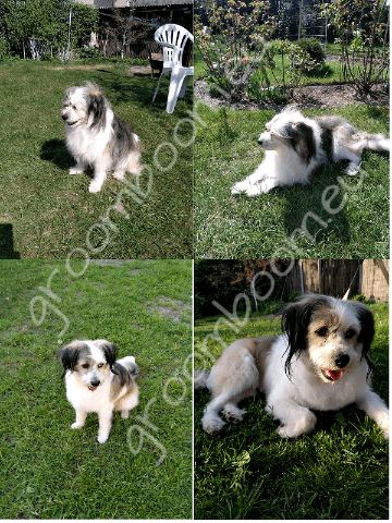 Dog after grooming
