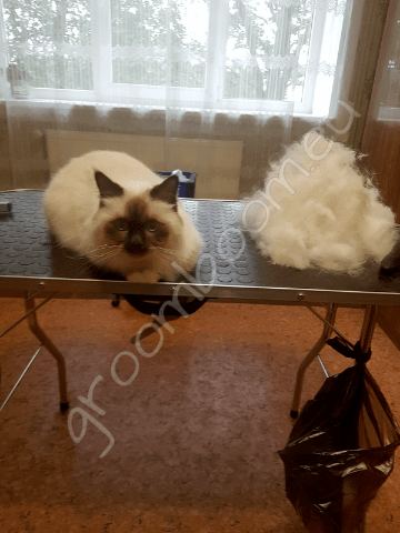 Cat after grooming