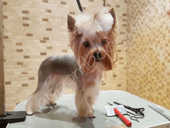 Dog after grooming