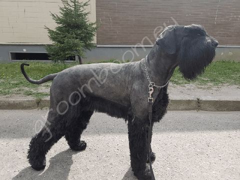 Dog after grooming