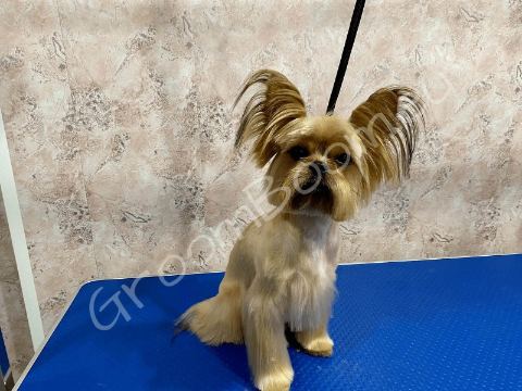 Dog after grooming