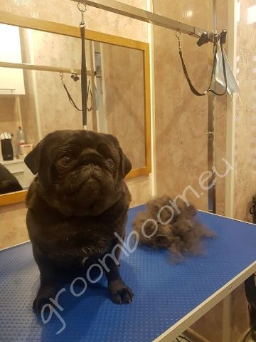 Dog after grooming