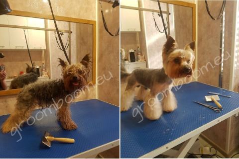 Dog after grooming