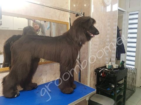 Dog after grooming