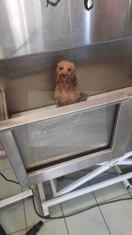 Dog after grooming