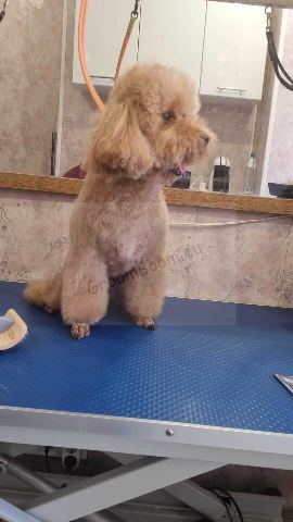 Dog after grooming