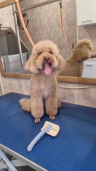 Dog after a full groom