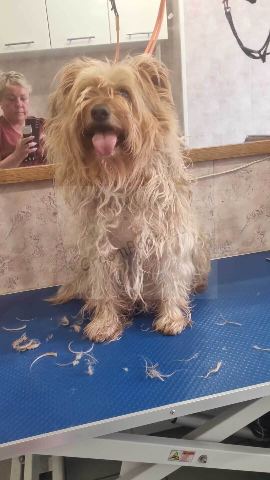 Dog after grooming