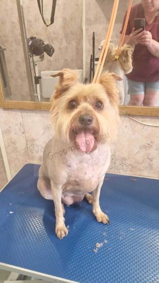 Dog after grooming