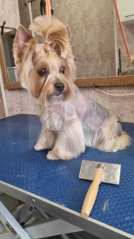 Dog after grooming