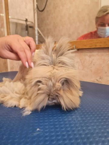 Dog after grooming