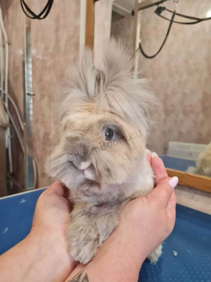 Dog being brushed