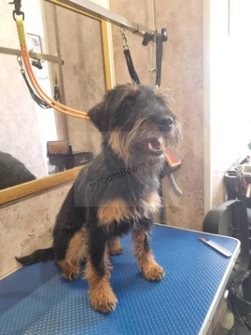 Dog after grooming