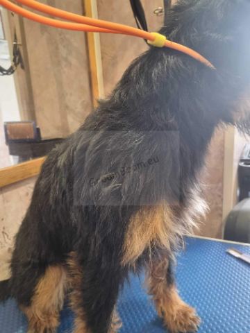 Dog after grooming