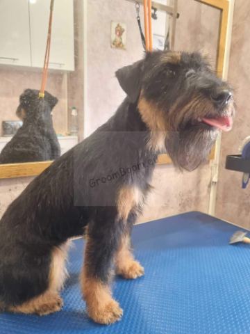 Dog after grooming