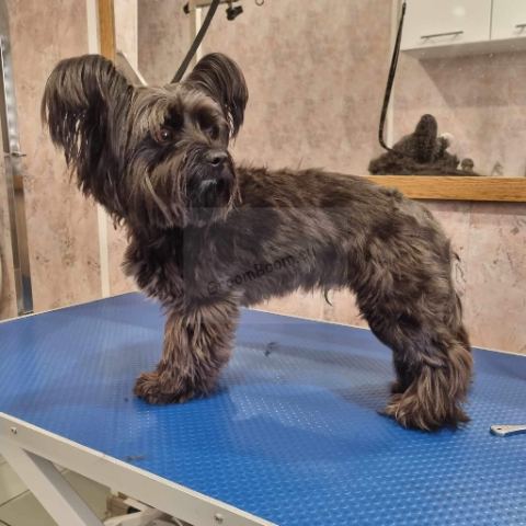 Dog after grooming