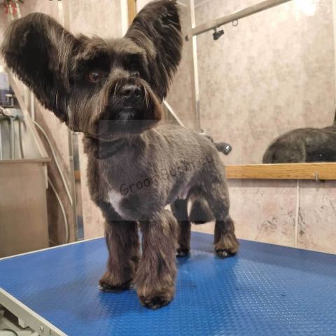 Dog after grooming