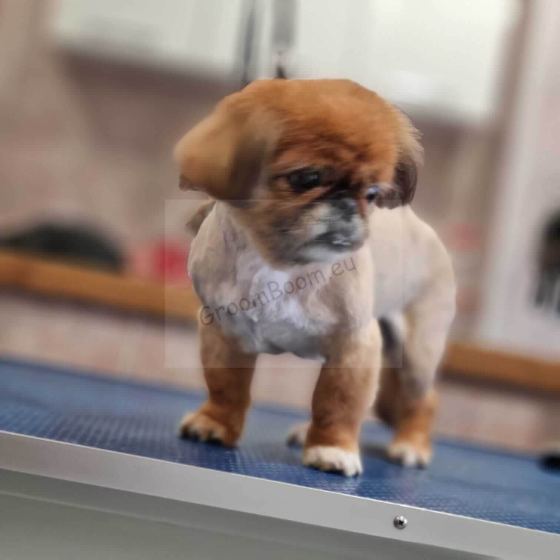 Dog after grooming