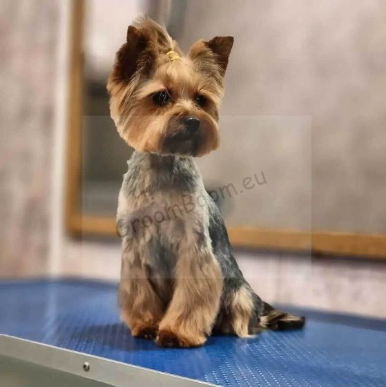 Dog after grooming