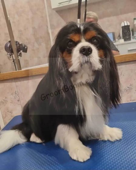 Dog after grooming