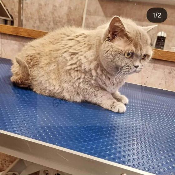 Cat being groomed