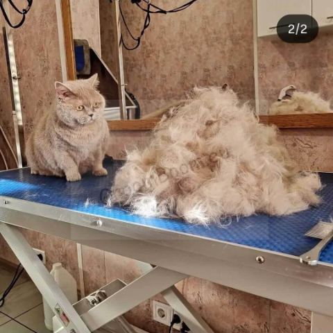 Cat after grooming