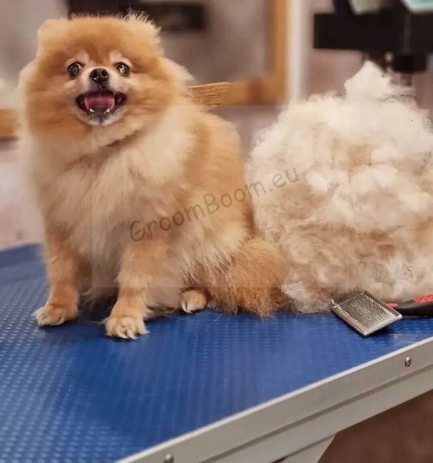 Pomeranian after grooming at GroomBoom